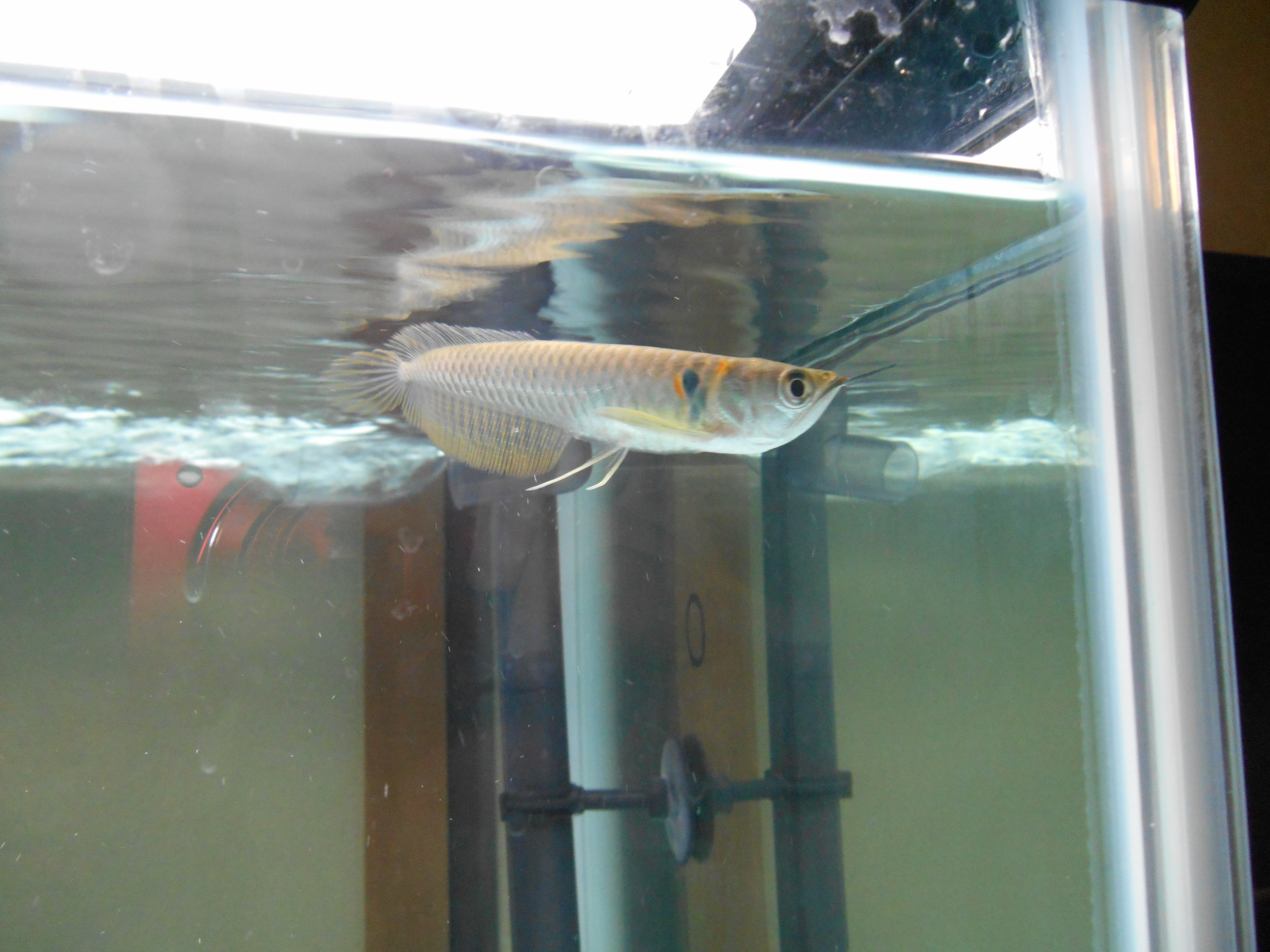 大型魚 仲間紹介 ふみととそのゆかいな仲間たち